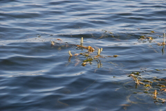 Potamogeton praelongus