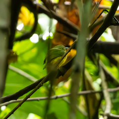 Golden-Crowned Manakin photo 4