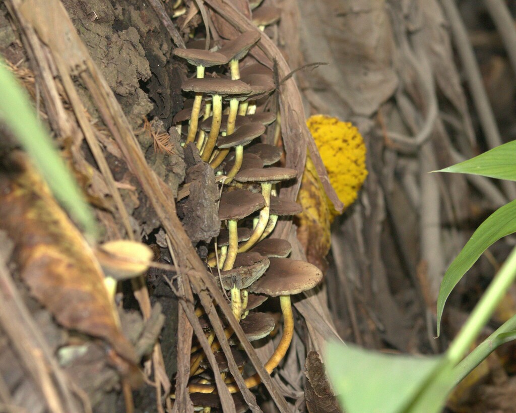 Hypholoma fasciculare · May 2024 · photo: © claritaa88 (iNaturalist, CC)