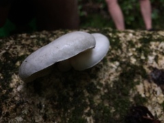 Oudemansiella australis