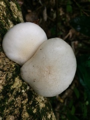 Oudemansiella australis