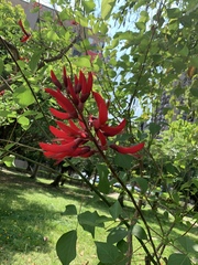 Erythrina corallodendron