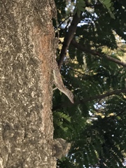 Anolis argenteolus