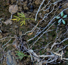 Anisotome filifolia