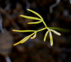 Anisotome filifolia