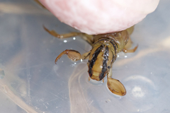 Oligostomis pardalis