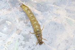 Oligostomis pardalis