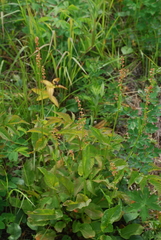Rumex lapponicus