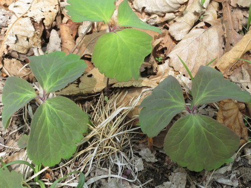 Anemone udensis, photograph 5