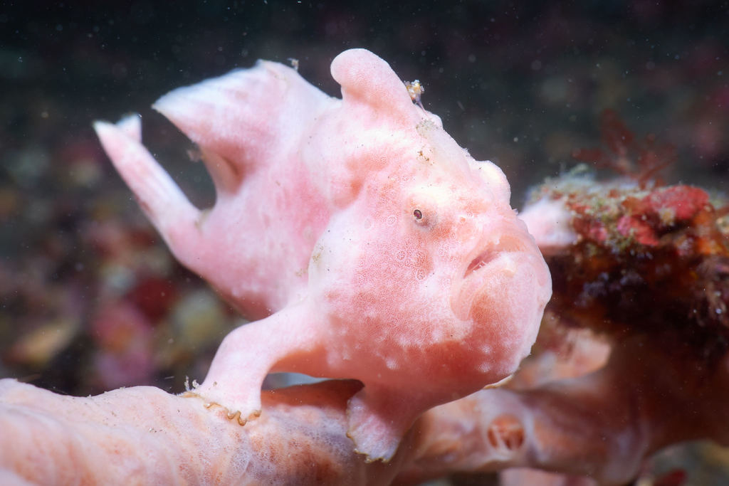pink frog underwater”