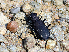 Cicindela longilabris