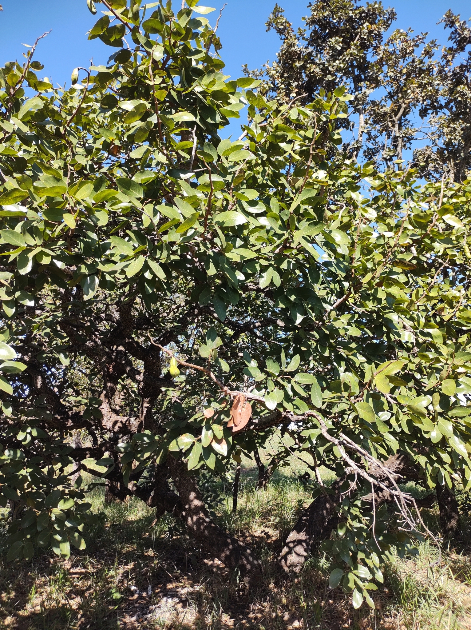 Imagem de Jatobá-do-cerrado