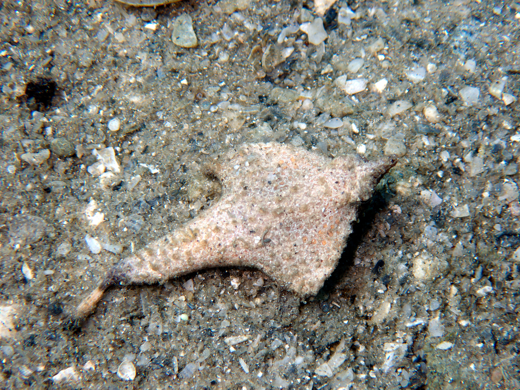 Roughback Batfish (Ogcocephalus parvus) — Ogcocephalidae