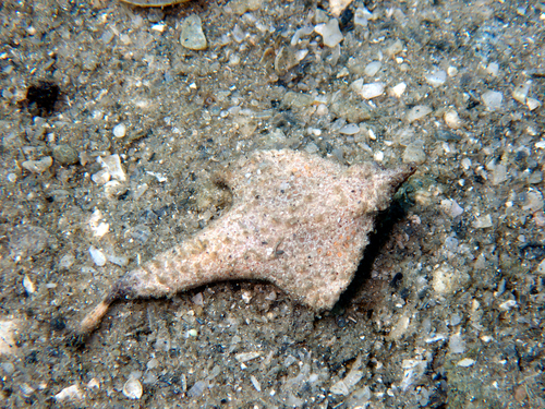 Roughback Batfish (Ogcocephalus parvus) — Ogcocephalidae