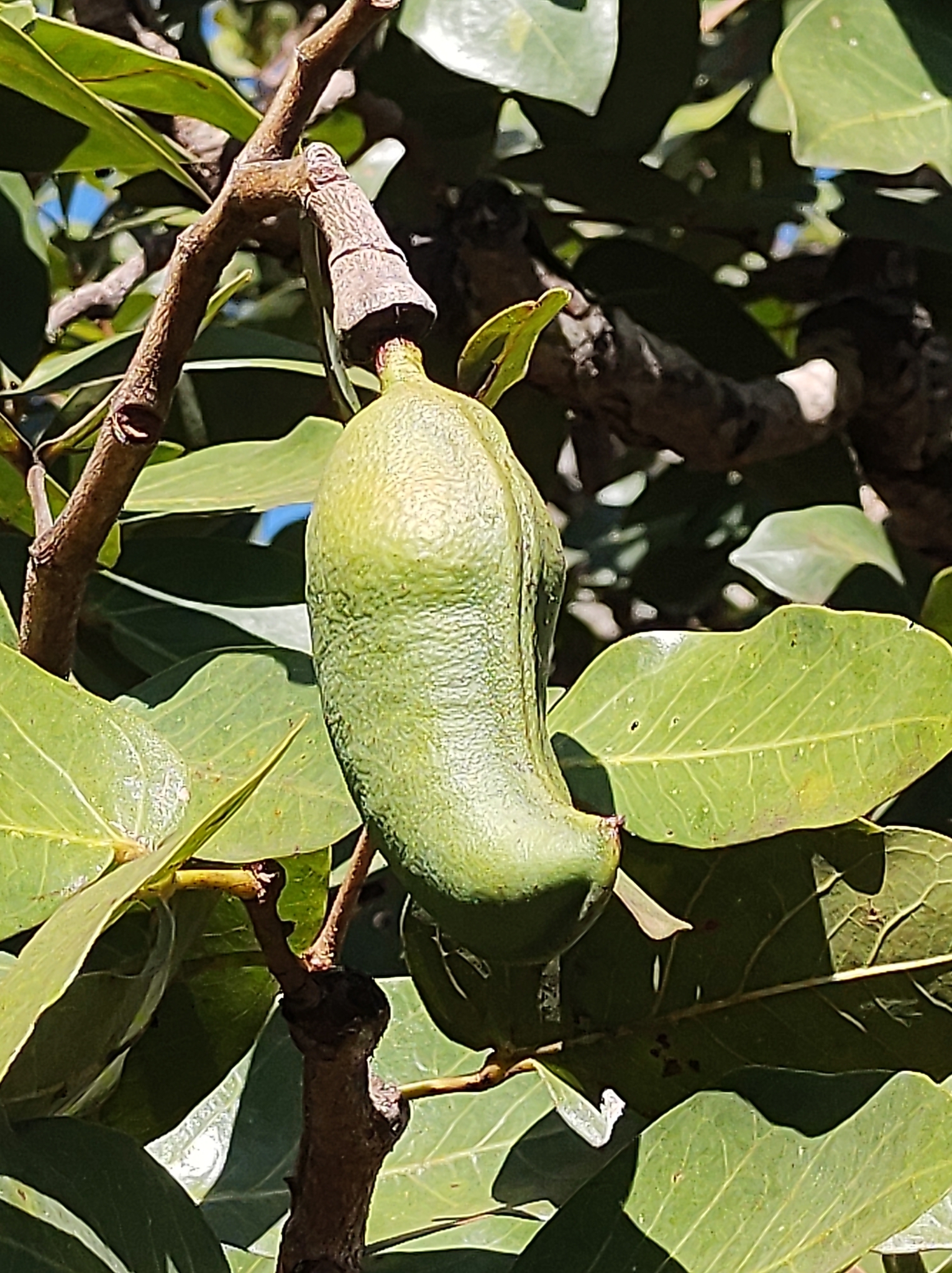 Imagem de Jatobá-do-cerrado