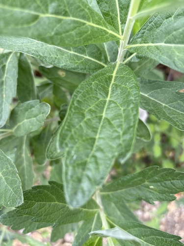 iNaturalist observation photo of California mugwort