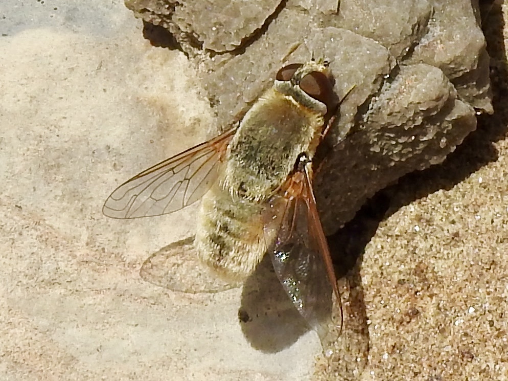 Paravilla flavipilosa