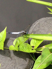 Orthetrum albistylum speciosum