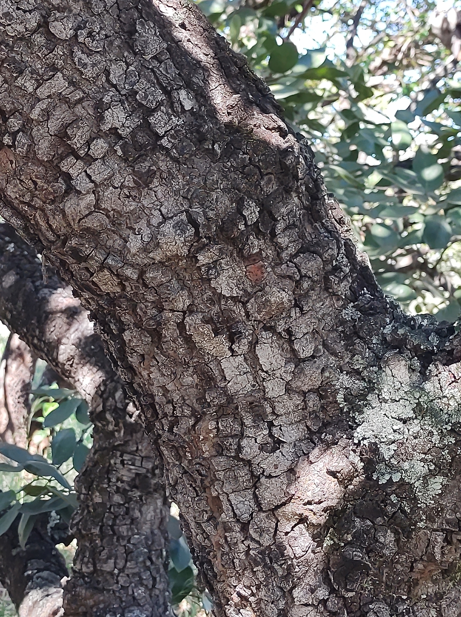 Imagem de Jatobá-do-cerrado