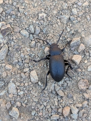 Helopini