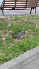 Streptopelia orientalis