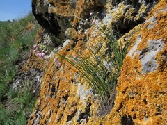 Allium vodopjanovae
