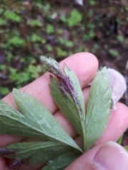 Synchytrium anemones