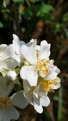 Rosa multiflora