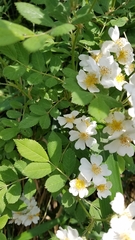 Rosa multiflora