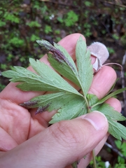 Synchytrium anemones
