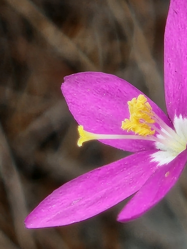Image of Zeltnera calycosa by (c) Jo Roberts, some rights reserved (CC BY)