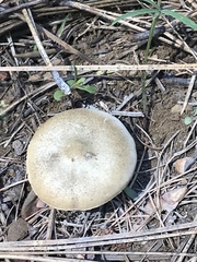 Melanoleuca angelesiana