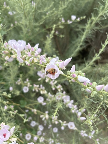 iNaturalist observation photo of southern coastal bushmallow