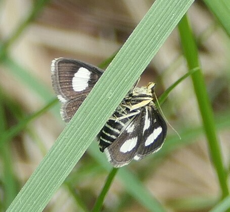 White-spotted Sable photo 5