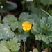 Creeping Buttercup - Photo (c) Reiner Richter, some rights reserved (CC BY-NC-SA)