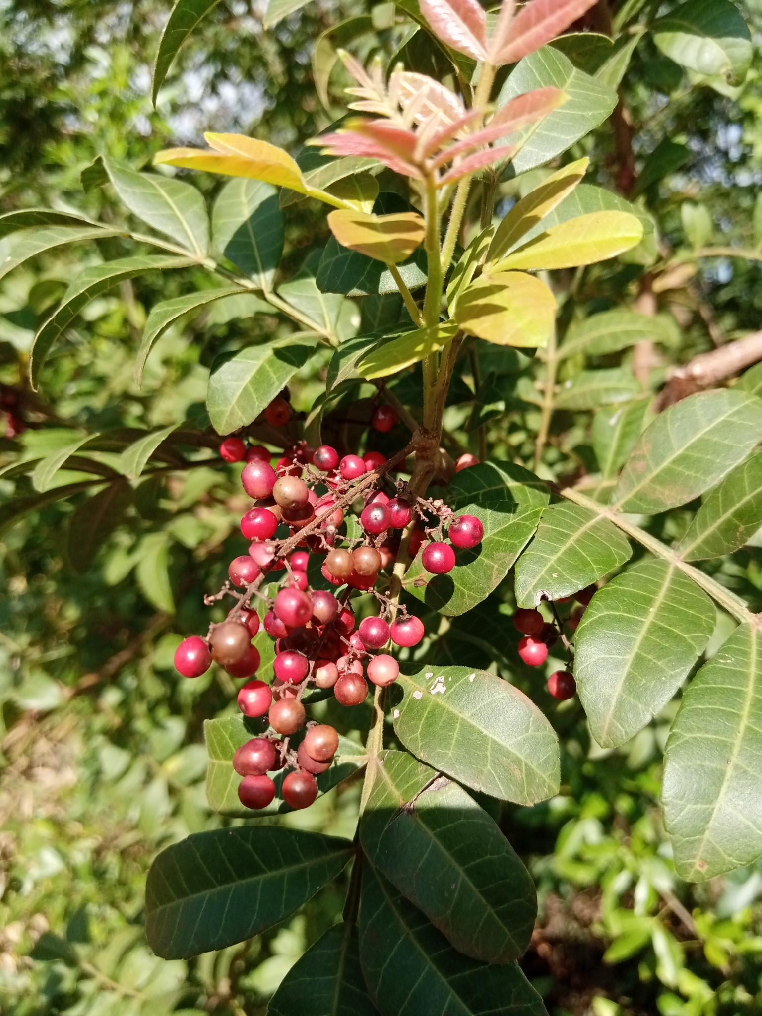 Schinus terebinthifolia