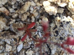 Sidotheca emarginata