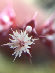 Sidotheca emarginata