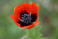 Papaver argemone