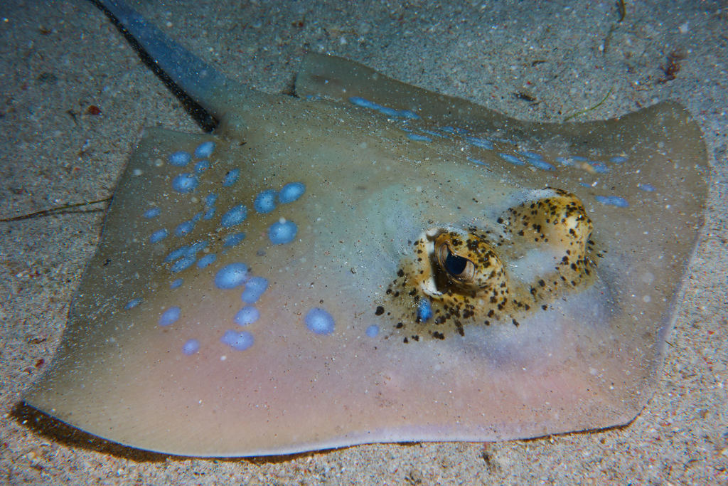 Oriental Bluespotted Maskray (Neotrygon orientale) - Marine Life ...