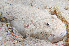 White-Margin Stargazer photo 3