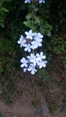 Plumbago