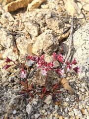 Sidotheca emarginata