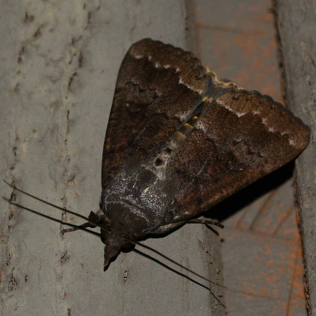 Hypocala velans