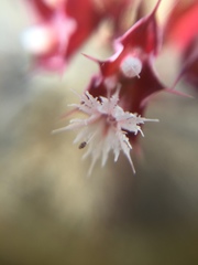 Sidotheca emarginata