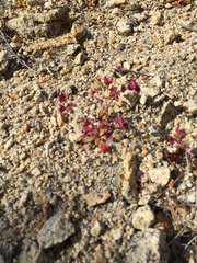 Sidotheca emarginata