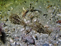 Bursatella ocelligera