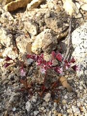 Sidotheca emarginata