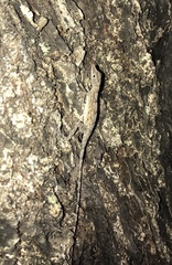 Anolis argenteolus