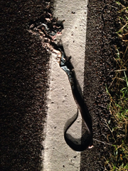 Hierophis viridiflavus carbonarius